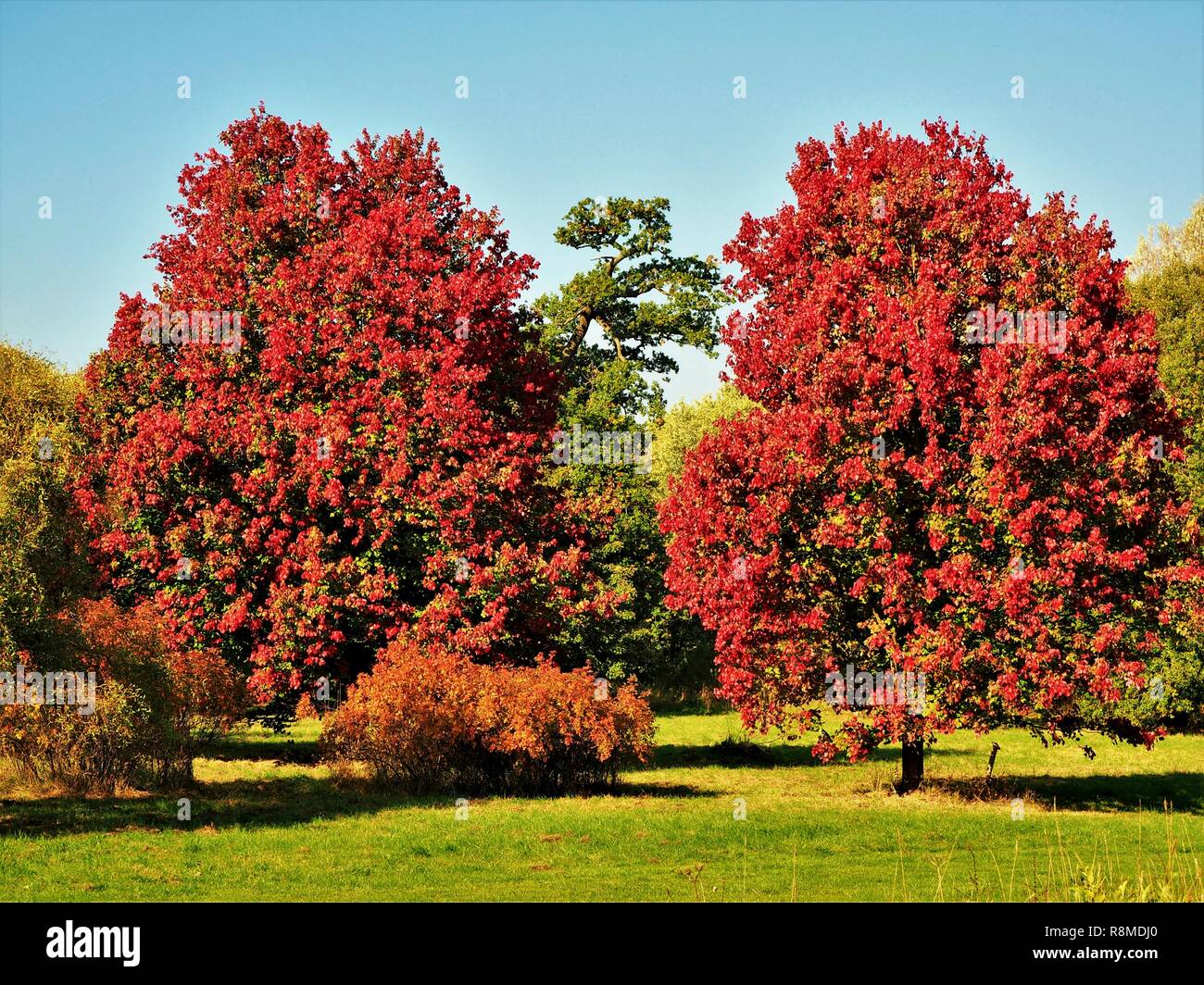 Due belle 'ottobre Gloria' alberi di acero (Acer rubrum) con colore rosso brillante fogliame di autunno Foto Stock