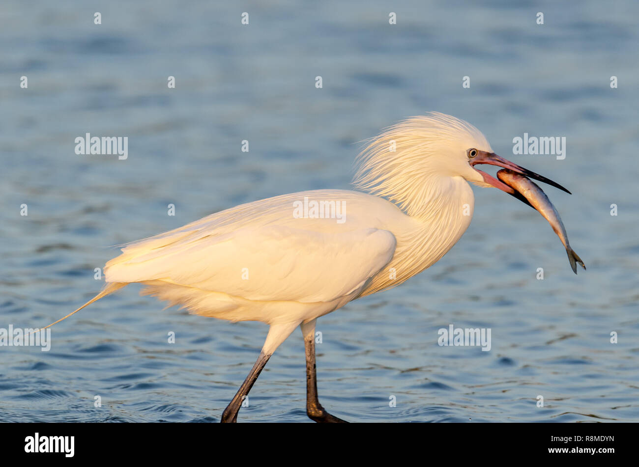 Garzetta rossastra white morph (Egretta rufescens) con il pesce in bocca Foto Stock