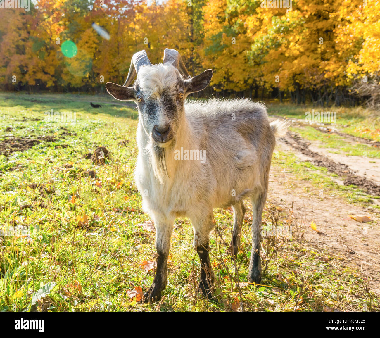 Capra sullo sfondo della foresta d'autunno. Foto Stock
