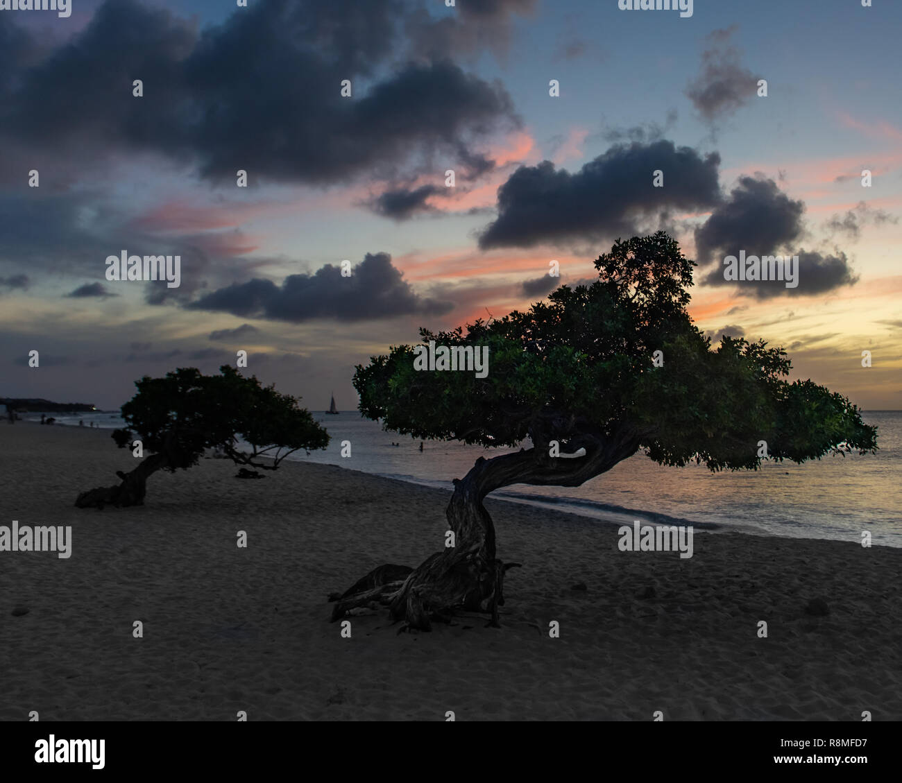 Aruba Beach - albero Divi-Divi Eagle Beach Aruba al tramonto - la famosa in tutto il mondo Divi Divi alberi aka. Libidibia coriaria - una leguminose albero nativa dei Caraibi Foto Stock