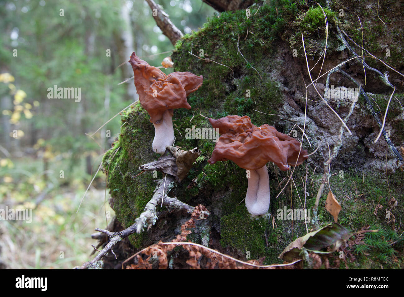 Gyromitra infula, comunemente noto come incappucciati false morel o la sella foliatile, è un fungo in famiglia Foto Stock