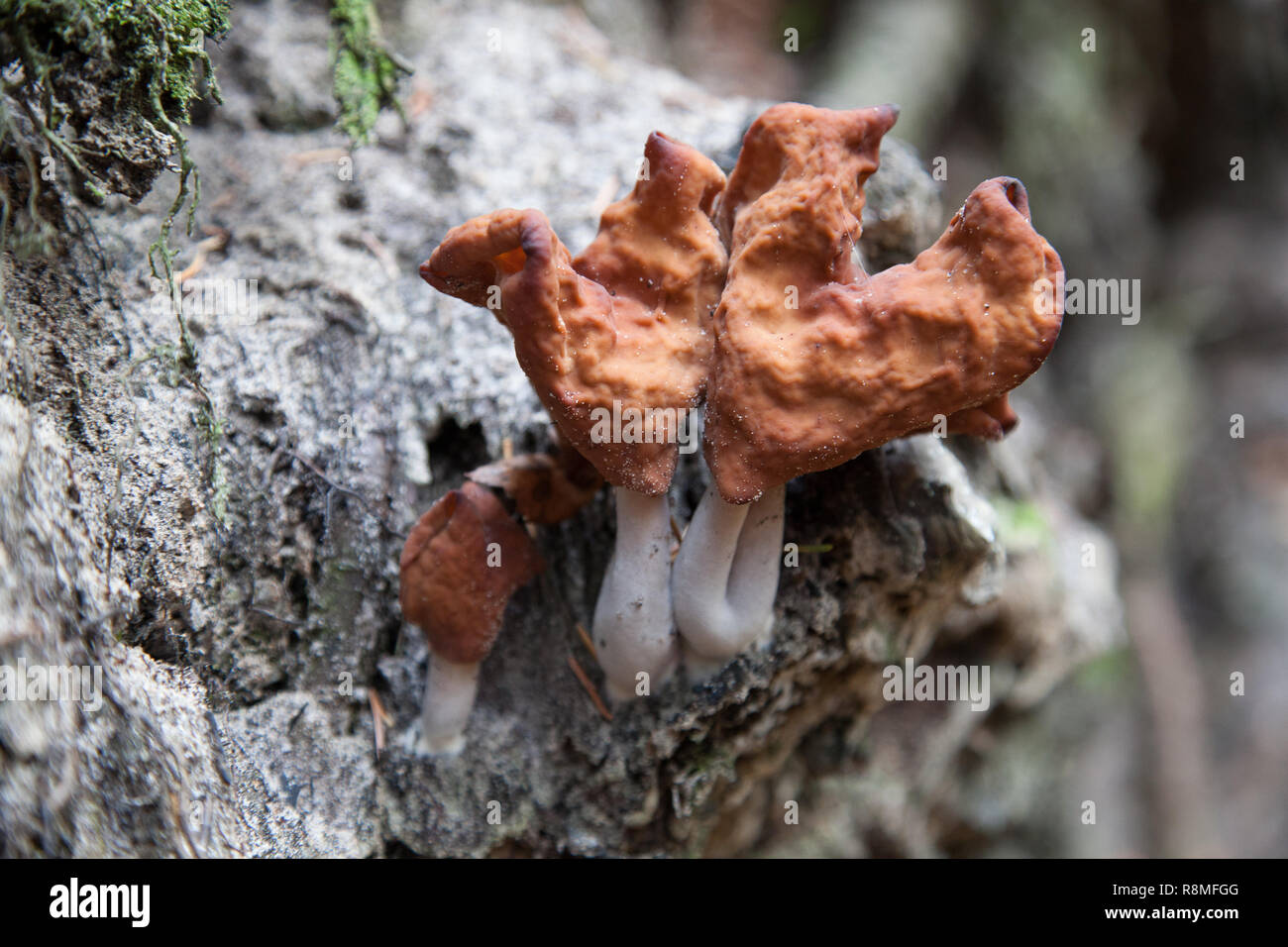 Gyromitra infula, comunemente noto come incappucciati false morel o la sella foliatile, è un fungo in famiglia Foto Stock