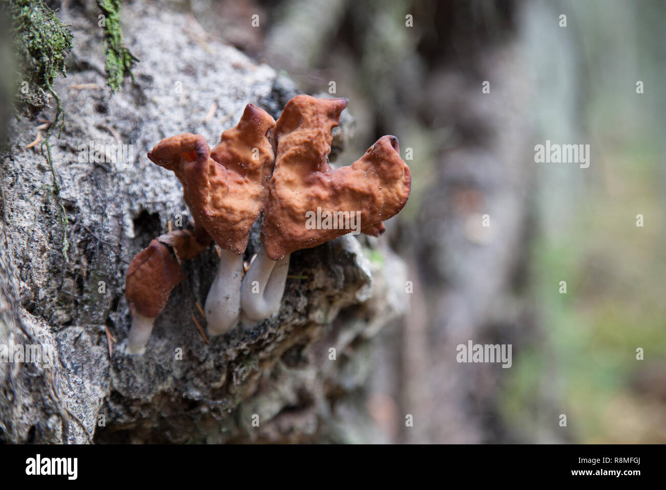 Gyromitra infula, comunemente noto come incappucciati false morel o la sella foliatile, è un fungo in famiglia Foto Stock