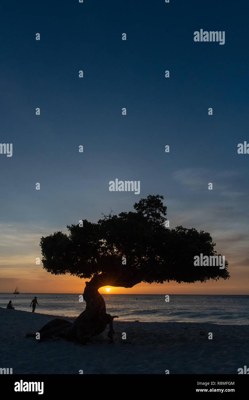 Aruba Beach - albero Divi-Divi Eagle Beach Aruba al tramonto - la famosa in tutto il mondo Divi Divi alberi aka. Libidibia coriaria - una leguminose albero nativa dei Caraibi Foto Stock