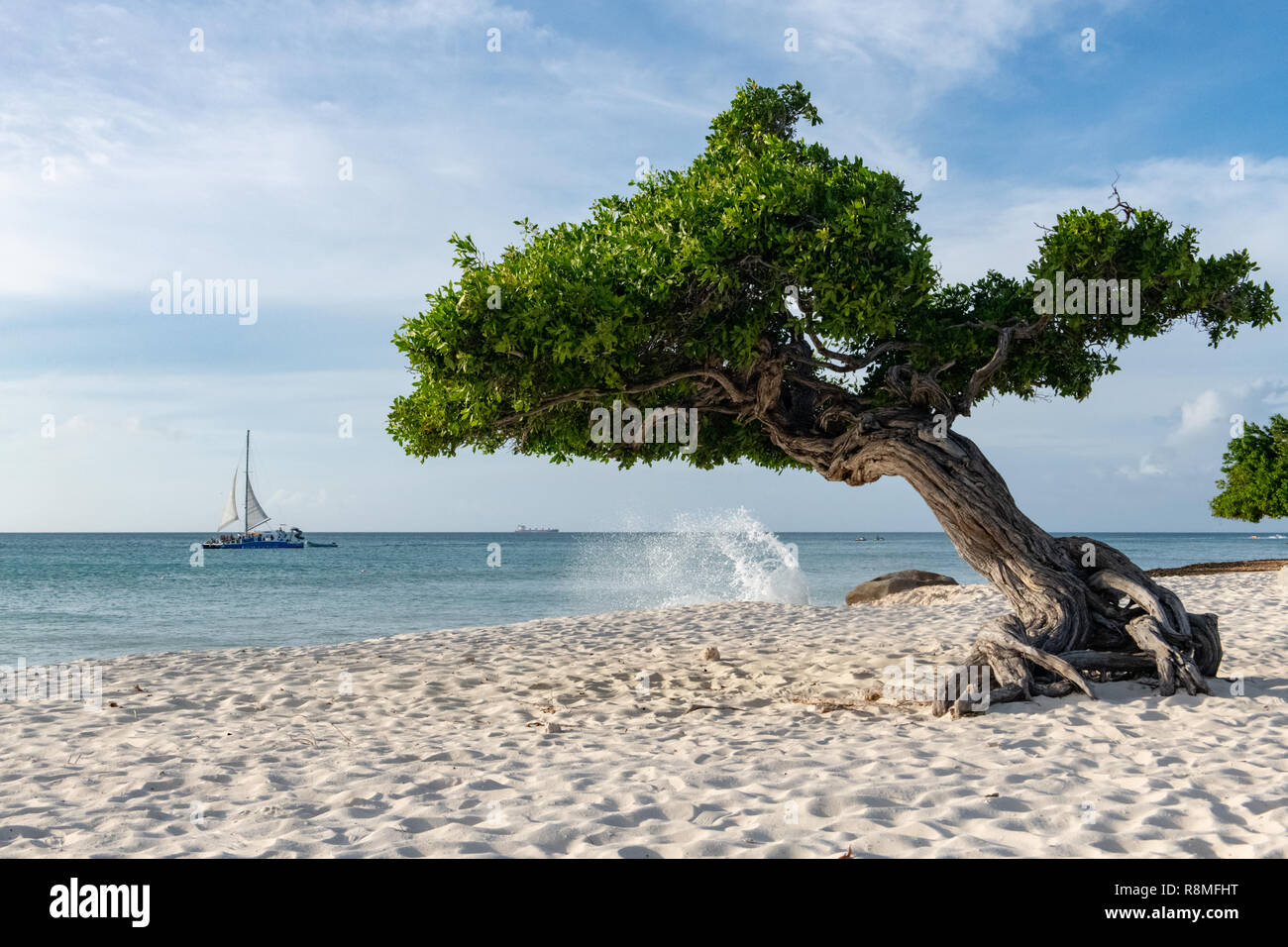 Aruba Beach - albero Divi-Divi Eagle Beach Aruba - famosa in tutto il mondo Divi Divi alberi aka. Libidibia coriaria - Un nativo di leguminose tree - Caraibi Foto Stock