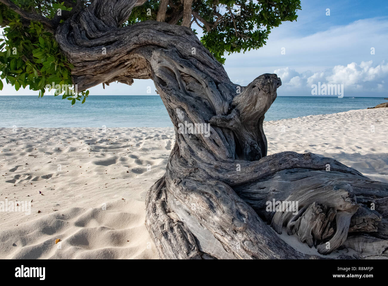 Struttura Divi-Divi close up su Eagle Beach Aruba - famosa in tutto il mondo Divi Divi alberi aka. Libidibia coriaria nella luce del giorno - una leguminose albero nativa dei Caraibi Foto Stock
