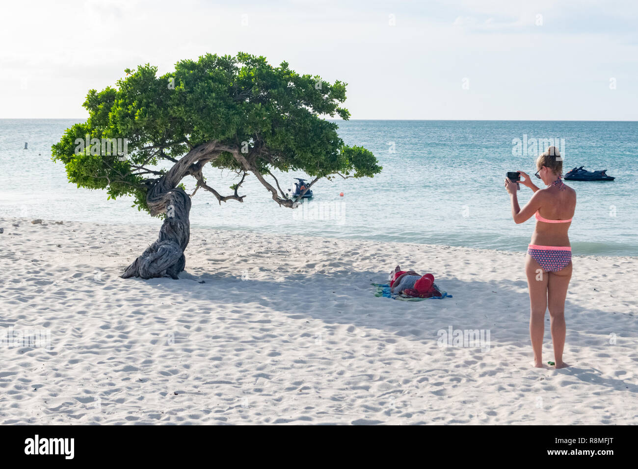 Aruba Beach - Turismo in Aruba - albero Divi-Divi Eagle Beach - un turista prende una foto del famoso Divi Divi alberi Foto Stock