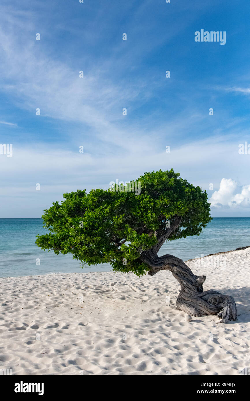 Aruba Beach - albero Divi-Divi Eagle Beach Aruba - famosa in tutto il mondo Divi Divi alberi aka. Libidibia coriaria - Un nativo di leguminose tree - Caraibi Foto Stock
