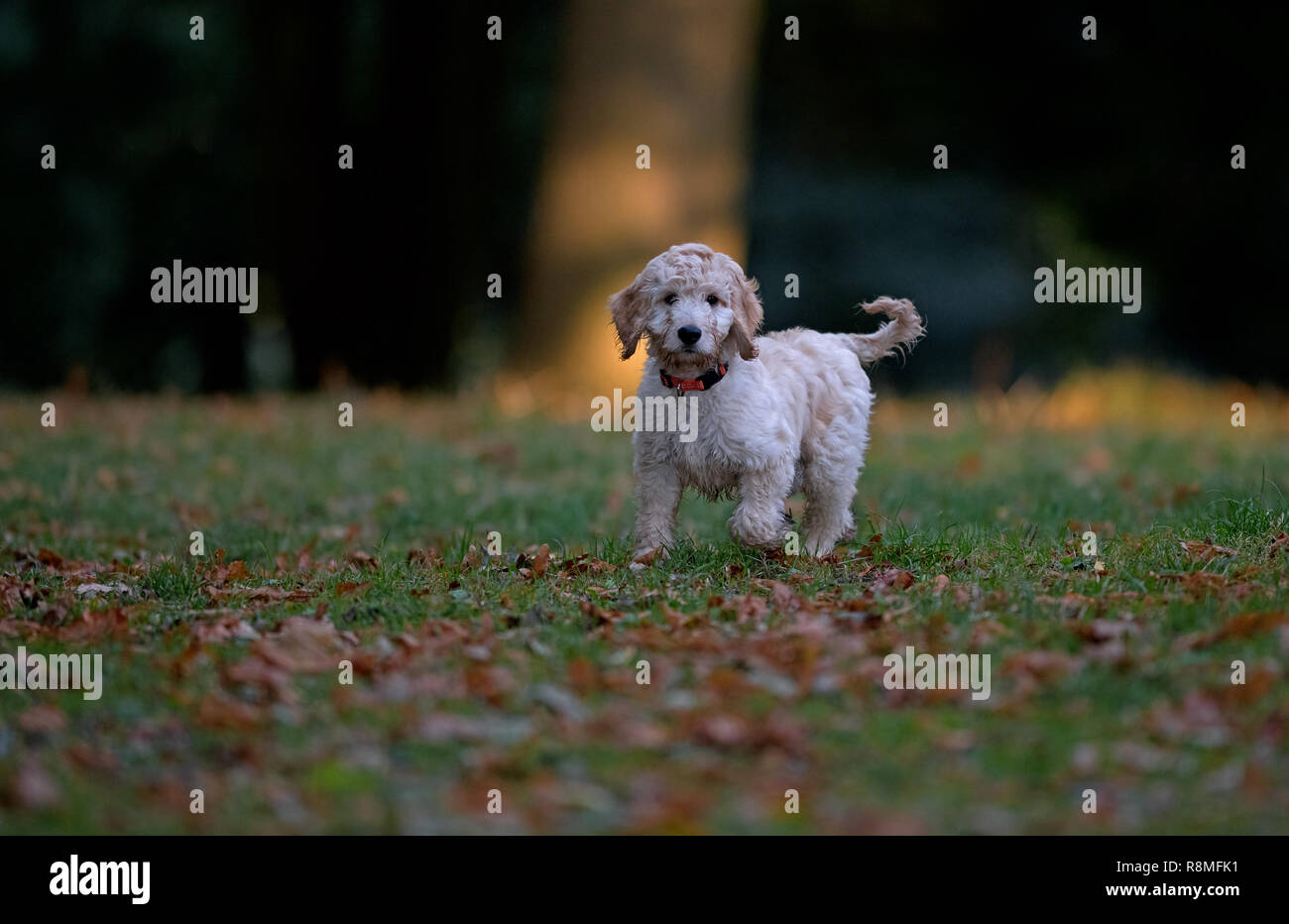 Cucciolo Cockapooh-Canis lupus familiaris. Regno Unito Foto Stock