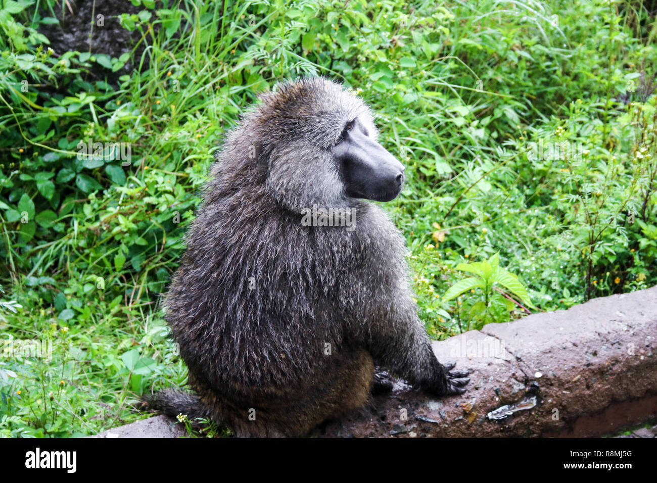 Babbuino OLIVA: una delle specie di scimmia nel cratere di Ngorongoro. La foto è stata scattata nel maggio 2018, mentre su safari. Non è considerata a rischio di estinzione. Foto Stock