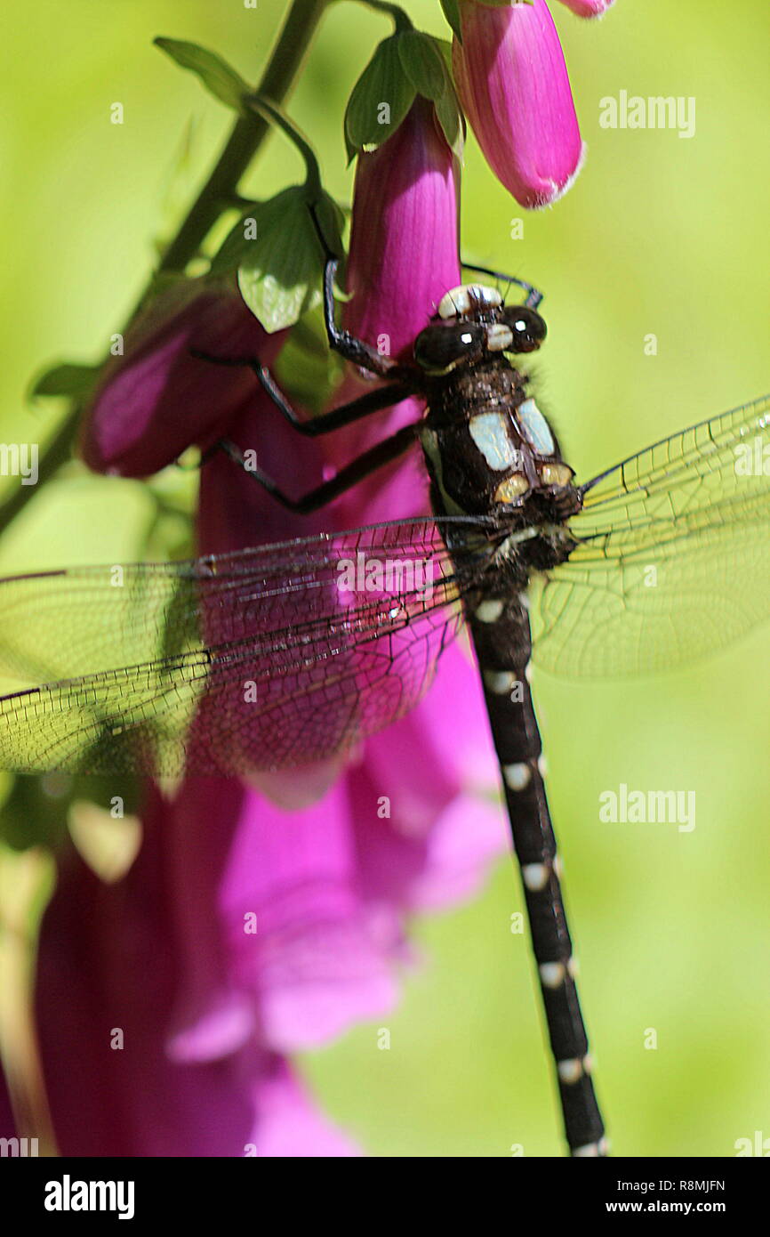 Dragonfly poggiante su viola foxglove Foto Stock