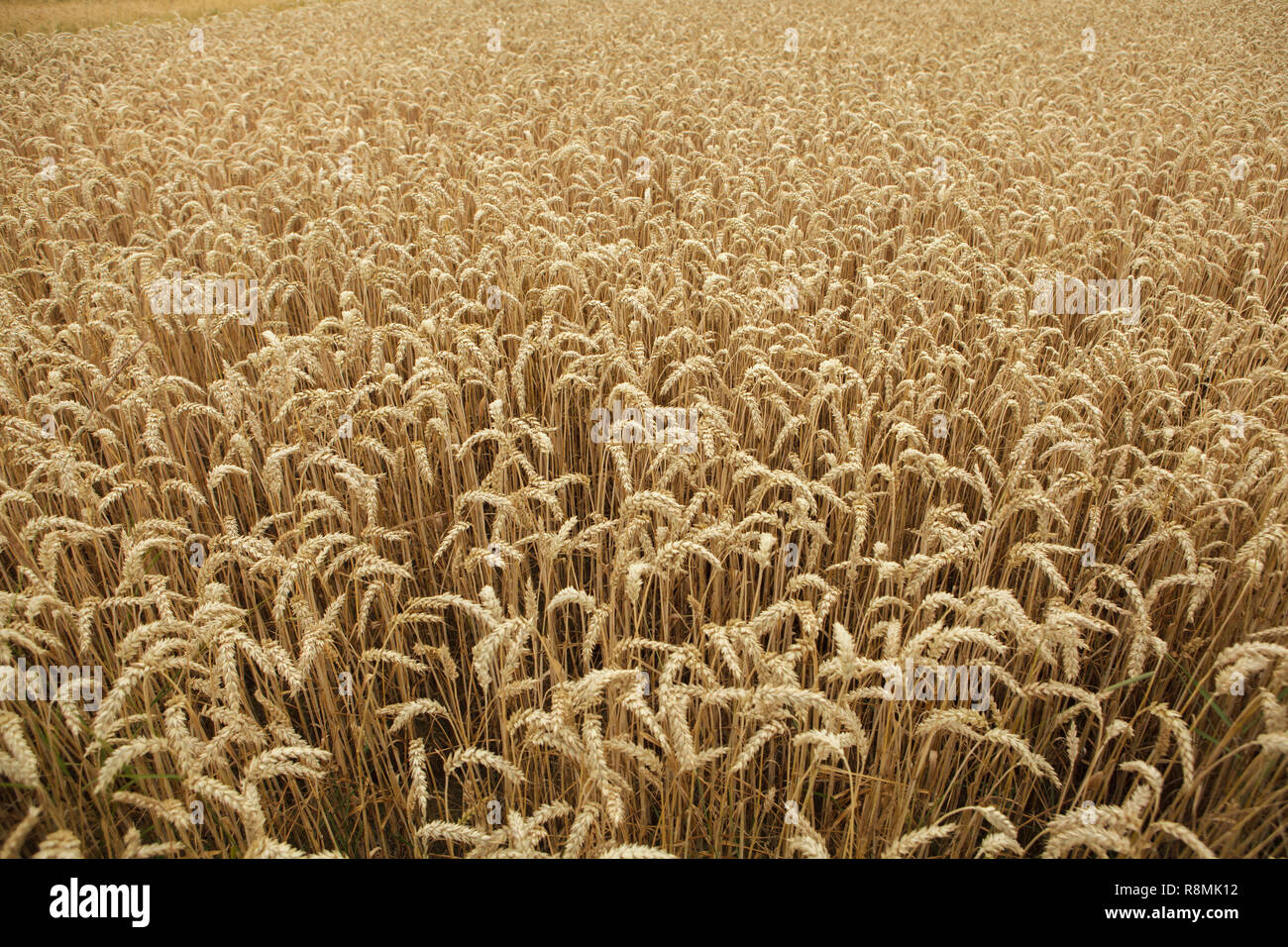 Mature campo di grano. Texture di sfondo. Foto Stock