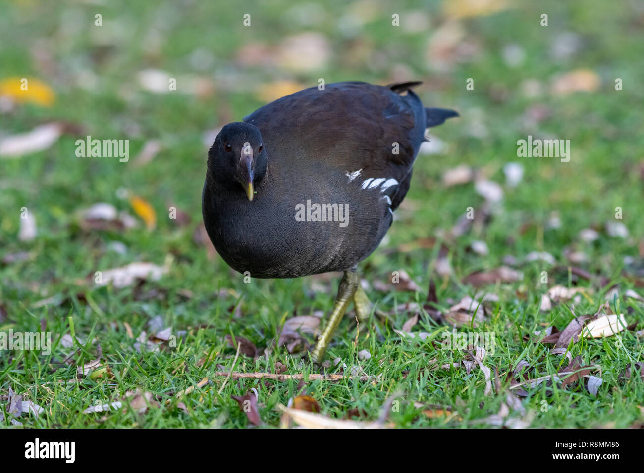 Comune (moorhen Gallinula chloropus) Foto Stock