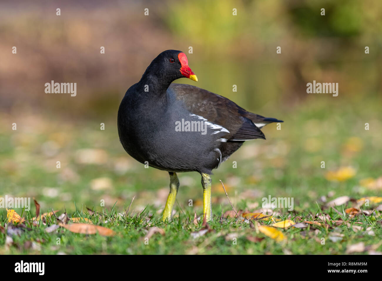 Comune (moorhen Gallinula chloropus) Foto Stock