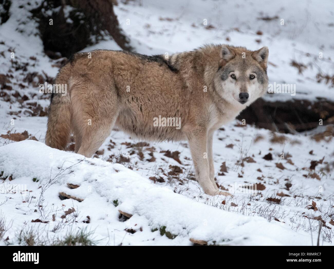 Cleebronn, Germania. Xvi Dec, 2018. Un lupo sorge in un enclosure nel gioco paradise Tripsdrill. (A DPA: "Verdi affermano di no a cacciare lupi - position paper presentati " del 16.12.2018) Credito: Bernd Weissbrod/dpa/Alamy Live News Foto Stock