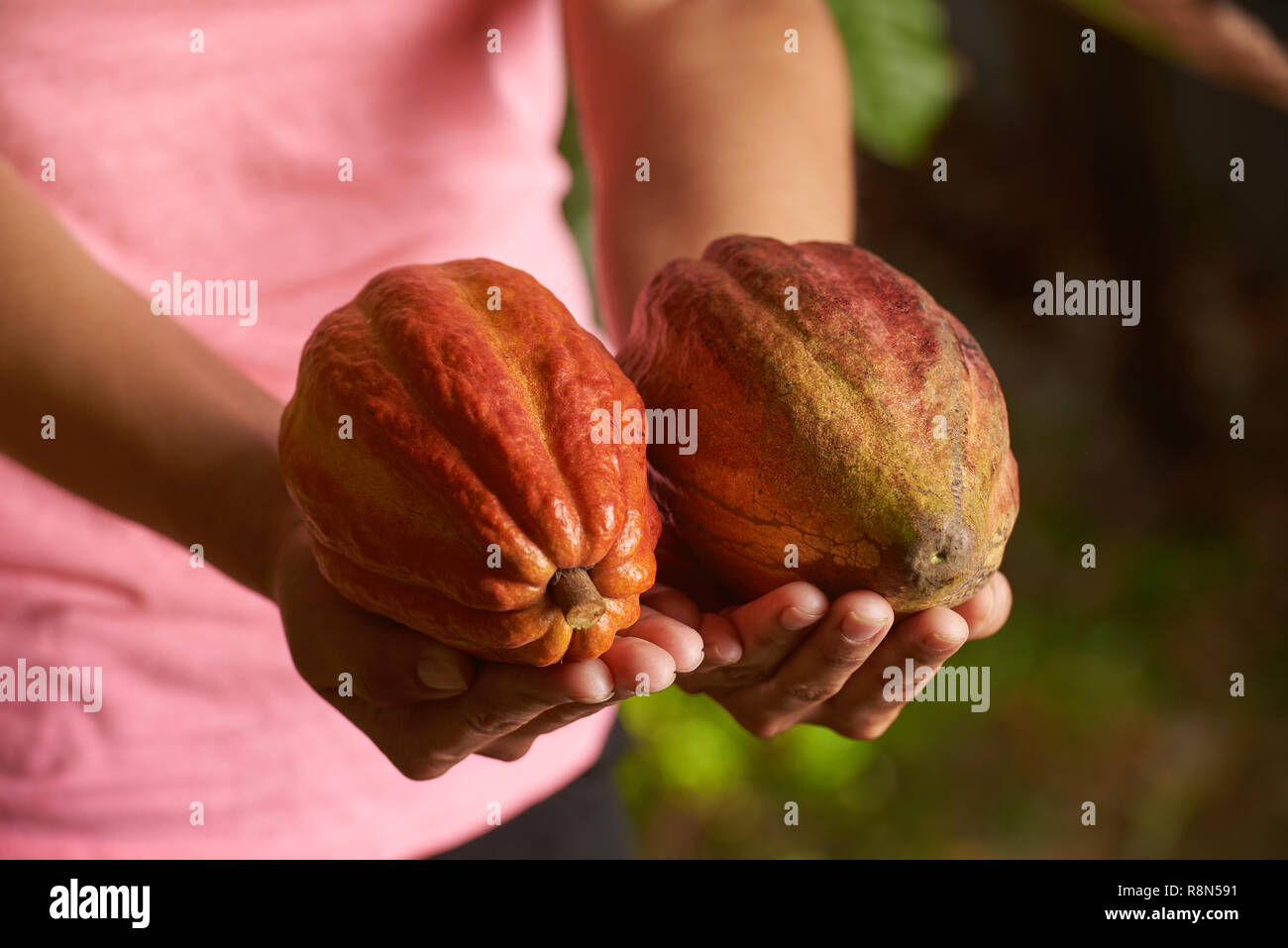 Materie cioccolato pod di frutta nelle mani della donna vista da vicino Foto Stock