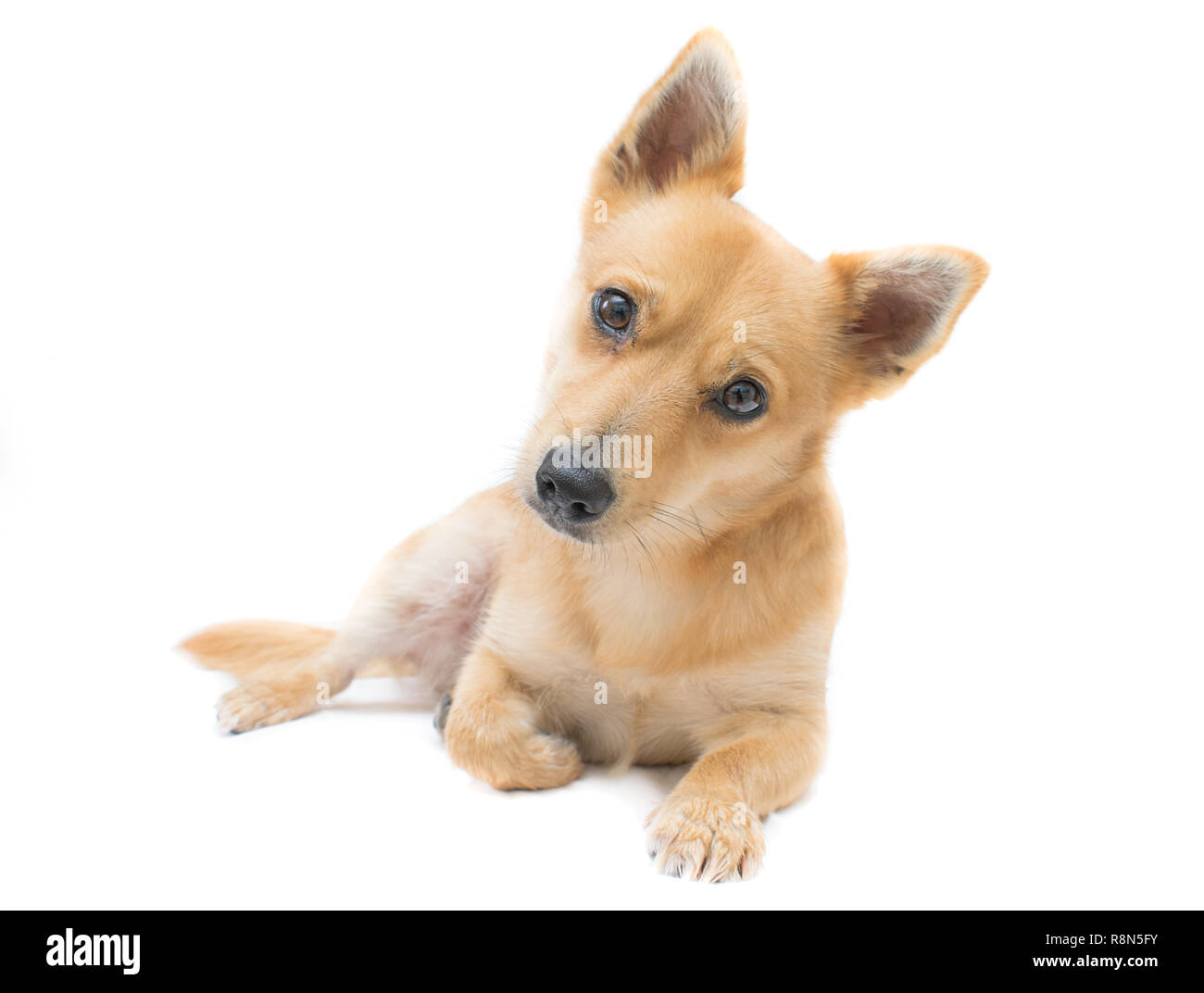 Adorabile cane incrocio con curiosi espressione. Il cane è un mix tra un Jack Russell Terrier e un chihuahua. Foto Stock