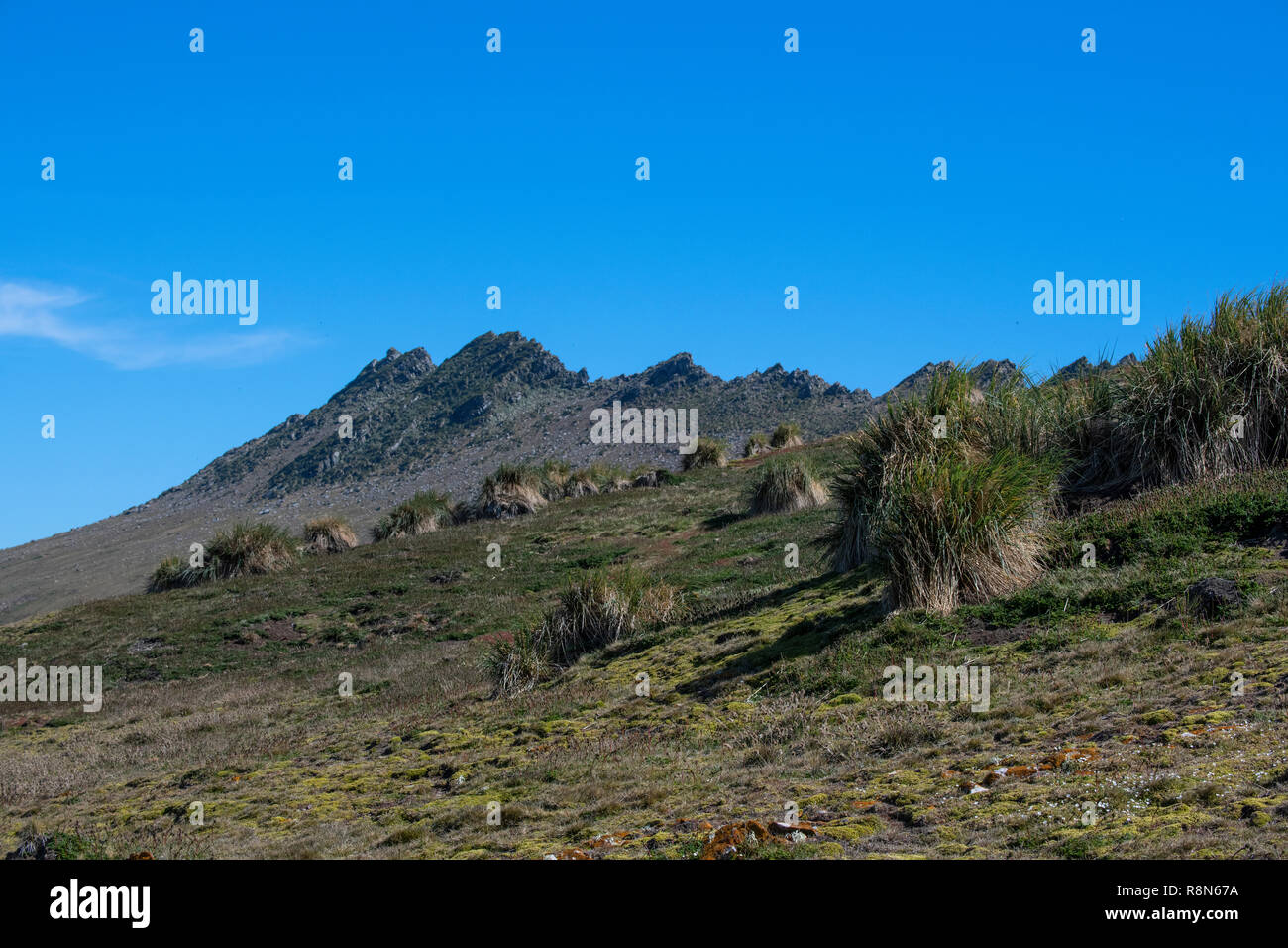 Regno Unito, Isole Falkland, West Falkland, Isole di Jason, Steeple Jason. Tipica vista isola con tussock grass habitat. Foto Stock