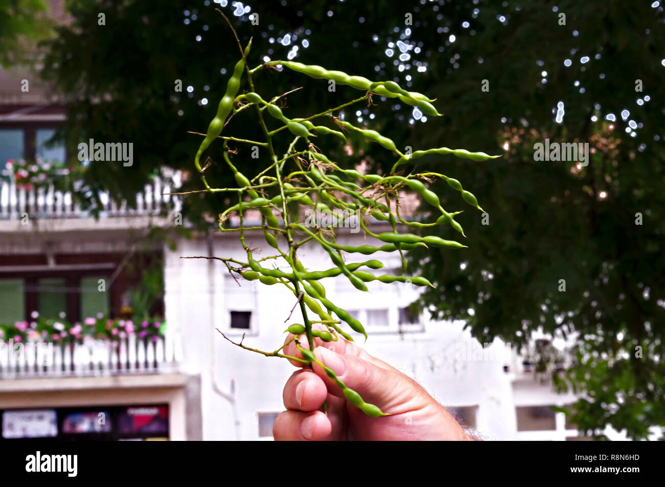 Ramo della pagoda giapponese albero, Acacia, Styphnolobium japonicum o Sophora Japonica con frutti interessanti, città Delchevo, Macedonia, Europa Foto Stock