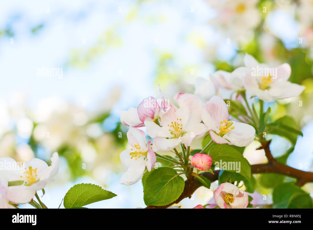 Primo piano della fioritura melo in primavera Foto Stock