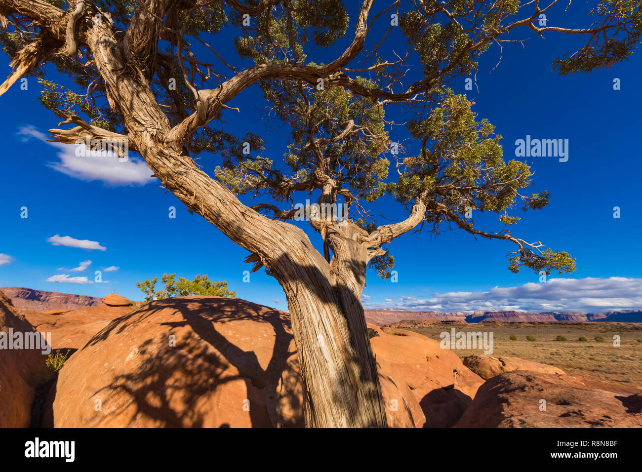 Hamburger Rock Campeggio, una struttura BLM appena fuori dal Parco Nazionale di Canyonlands, Utah, Stati Uniti d'America Foto Stock