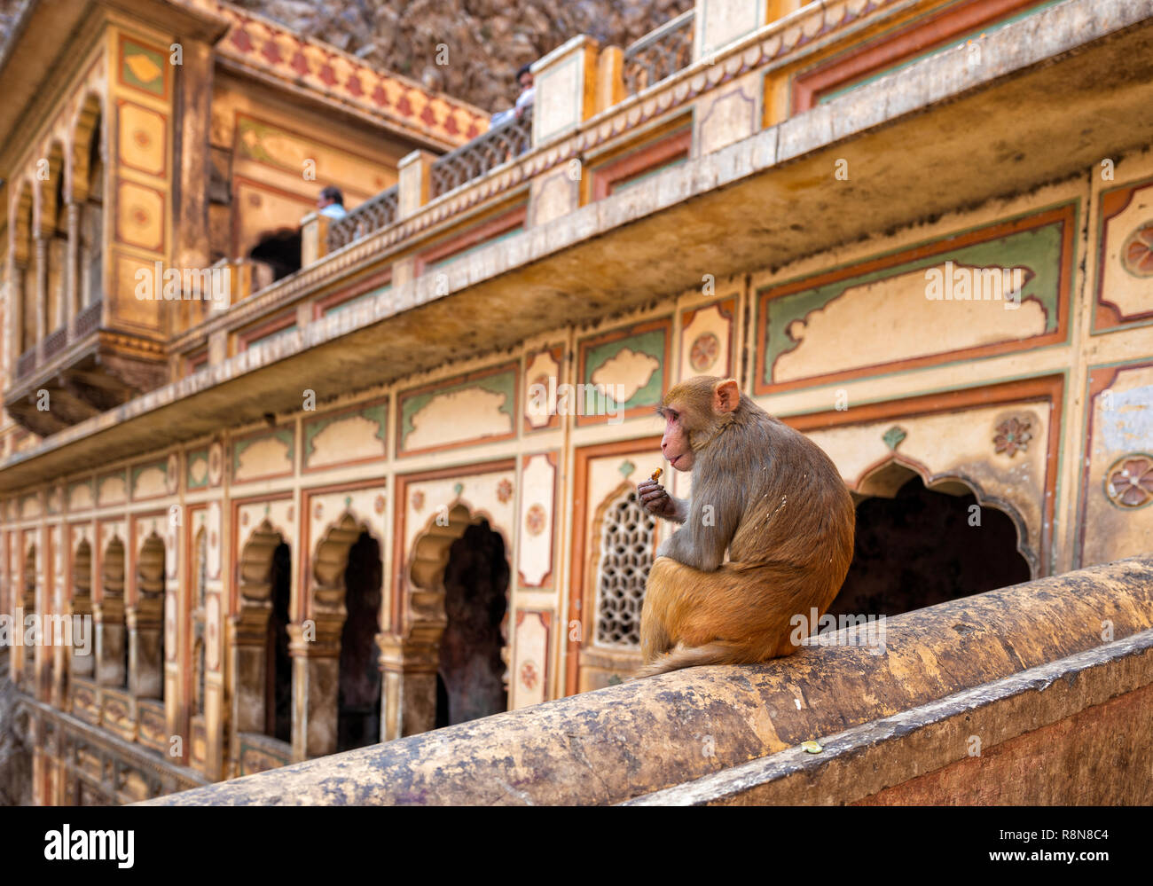Il Tempio delle Scimmie di Galtaji Jaipur India Foto Stock