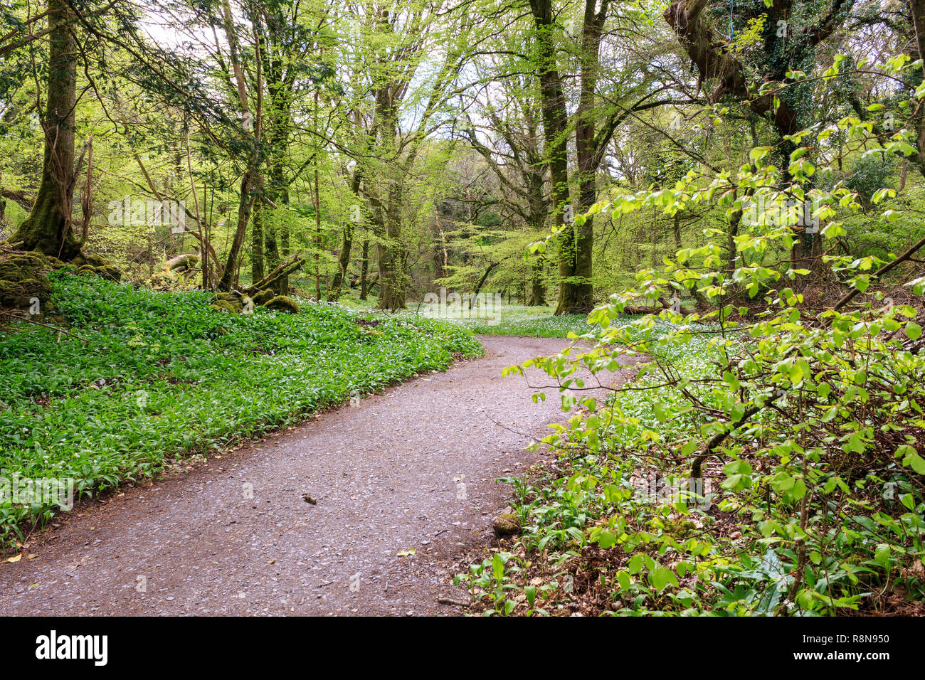 Percorso attraverso i boschi in primavera nel Parco Nazionale di Killarney, nella contea di Kerry, Irlanda Foto Stock