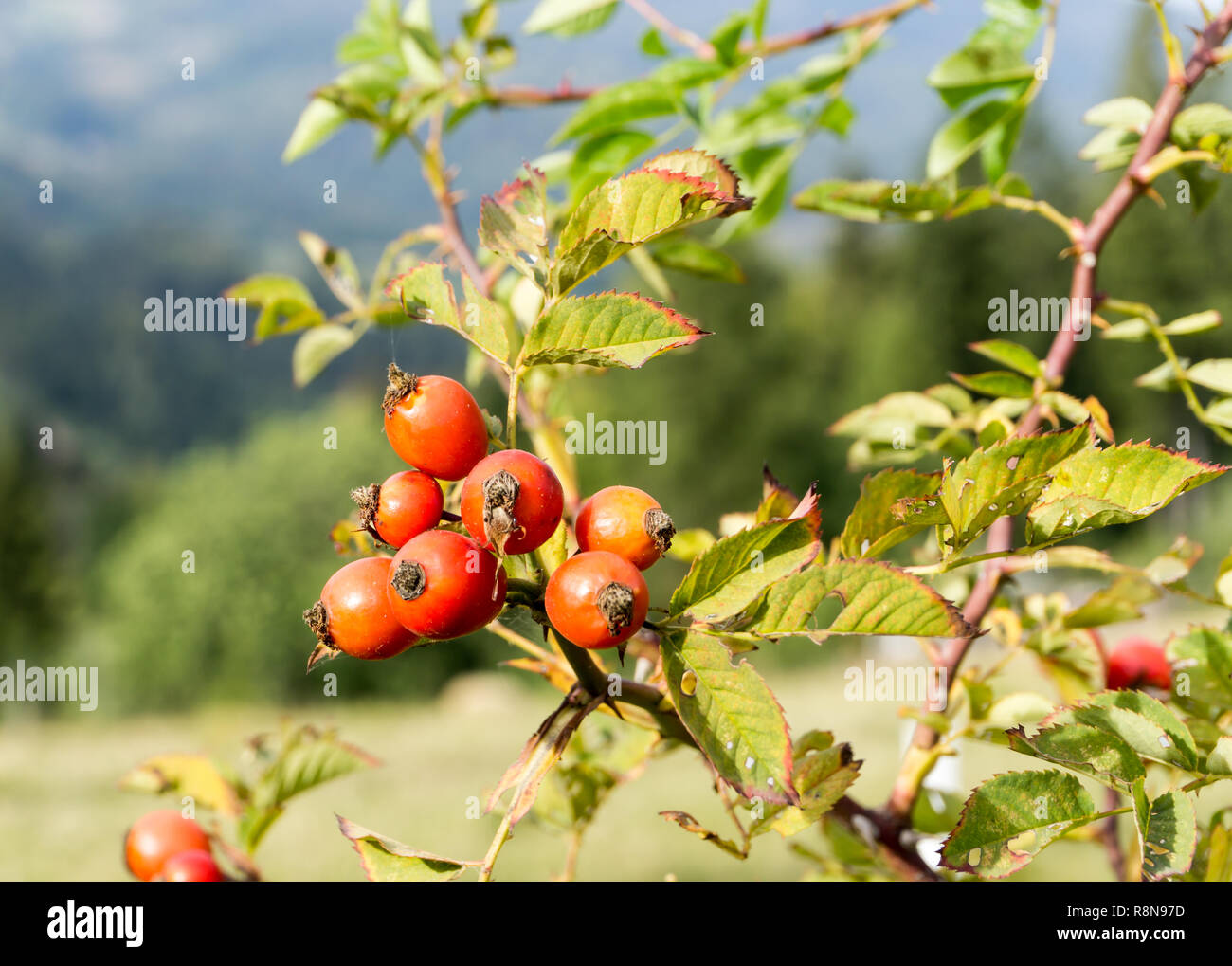 Frutti della rosa canina (Rosa canina) in autunno Foto Stock