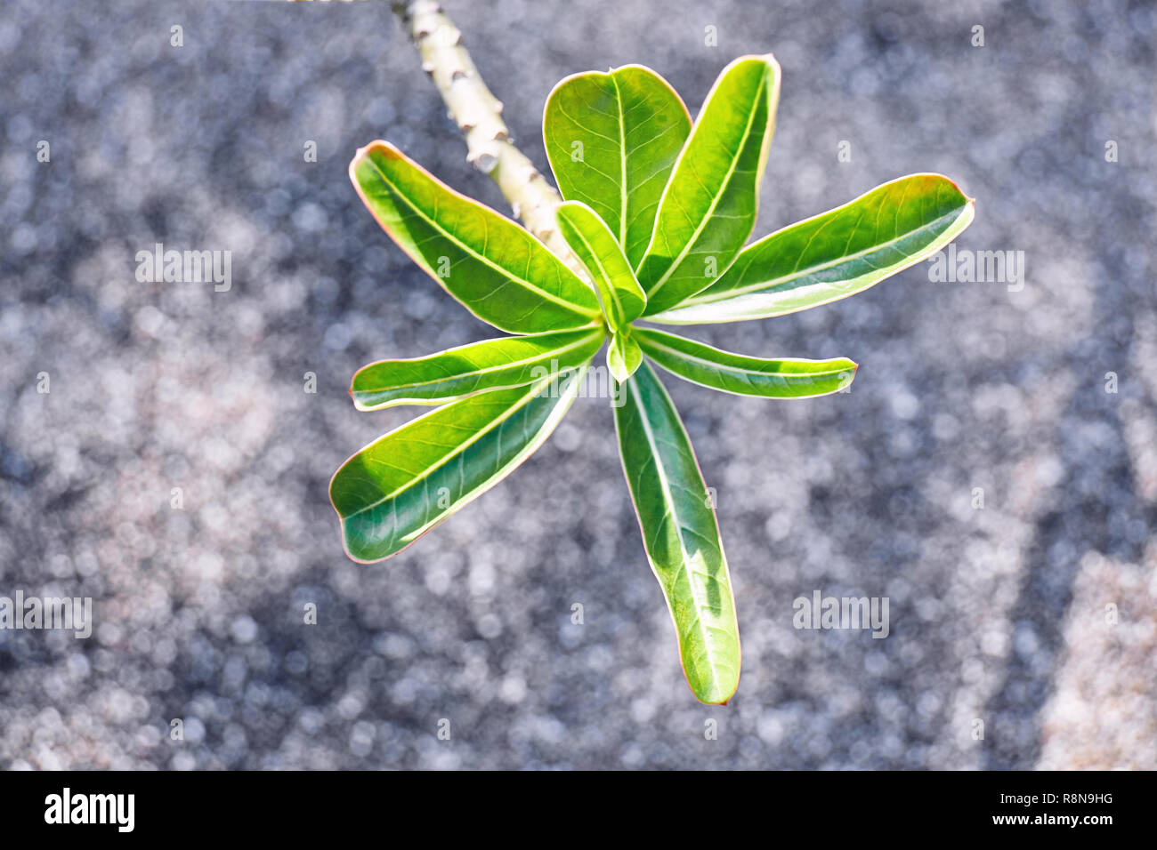 Messa a fuoco selettiva su giovani foglie verde della rosa del deserto, adenium obesum o impala giglio con sfondo sfocato. Closeup, natura astratta sfondo. Foto Stock