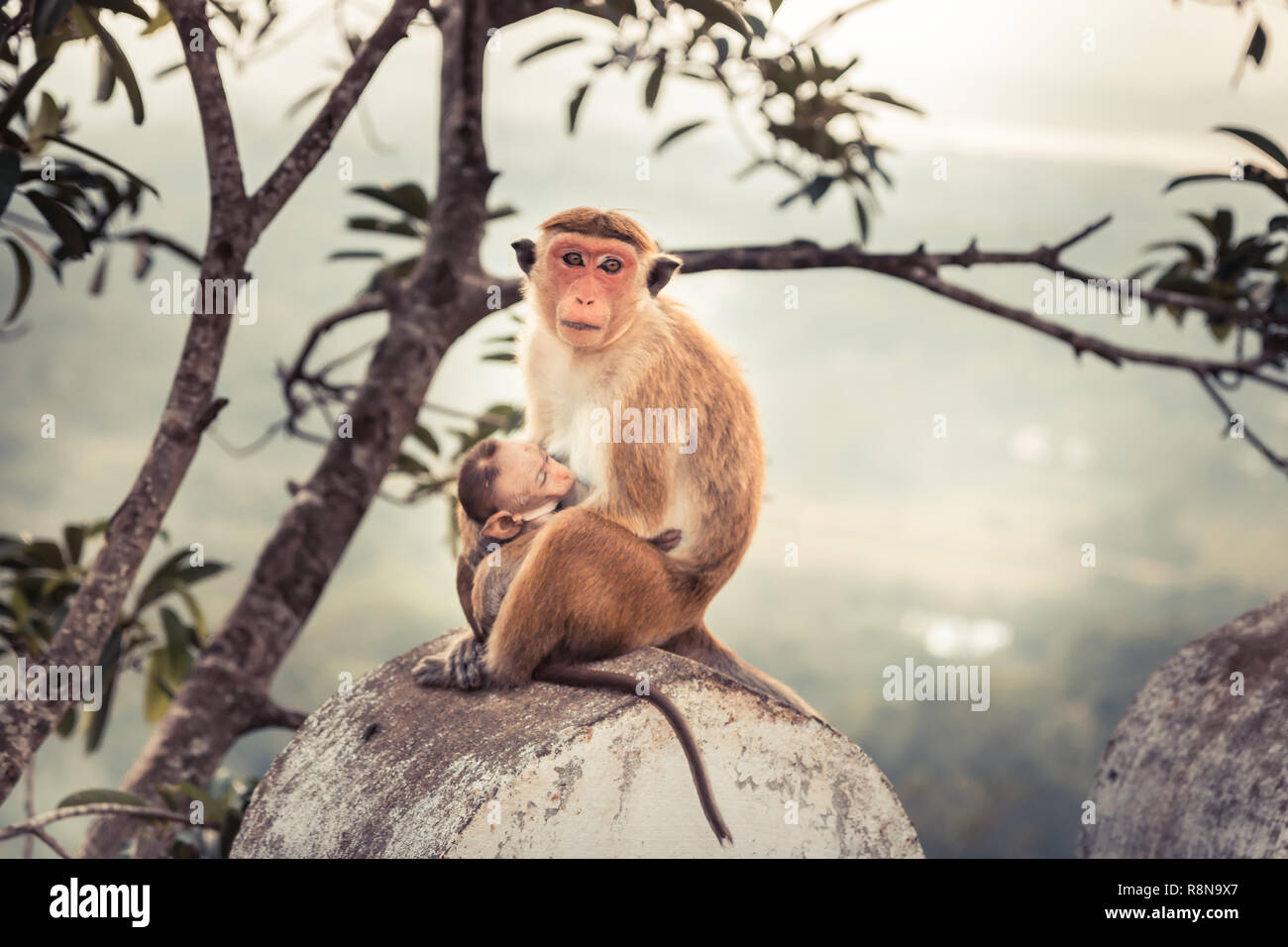 Monkey ape madre che nutre il suo bambino scimmia nella natura selvaggia concetto cura nella natura selvaggia Foto Stock