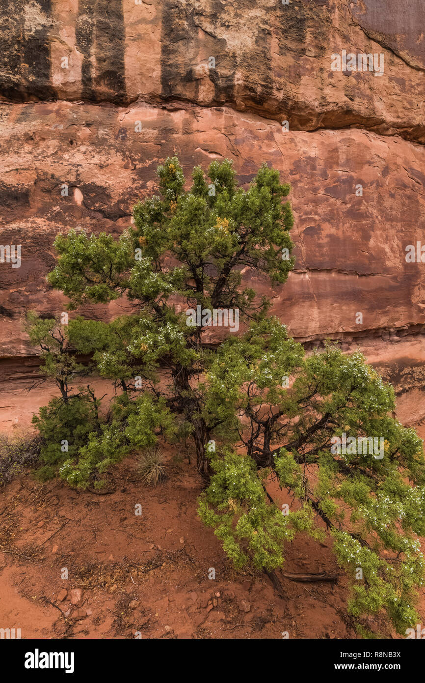 Utah Juniper, Juniperus osteosperma prospera in suolo sabbioso lungo la Chesler Park Loop Trail nel distretto di aghi del Parco Nazionale di Canyonlands, Ut Foto Stock