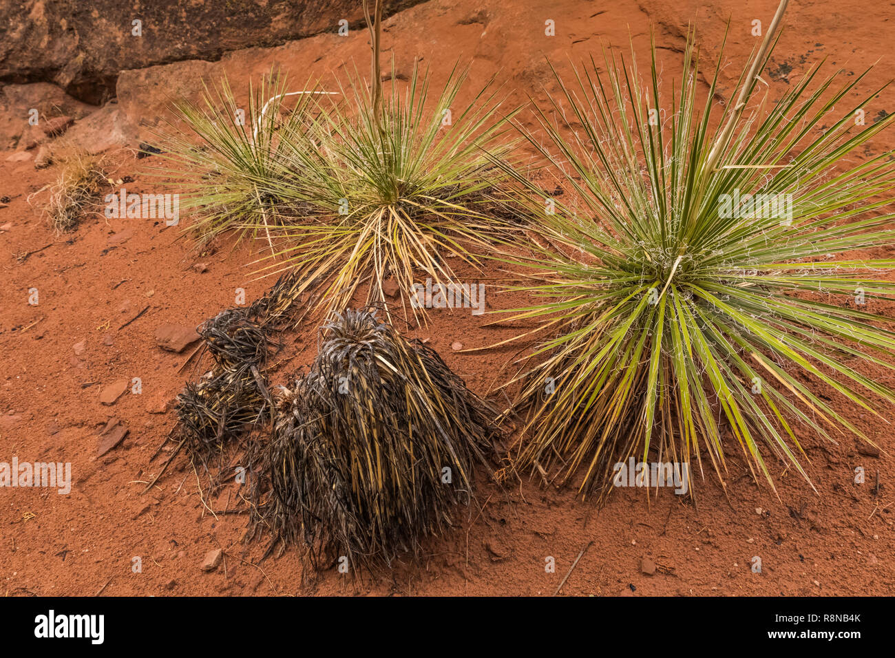 Narrowleaf Yucca, Yucca angustissima, con morto un tronco di albero in una piovosa giornata d'Autunno lungo la Chesler Park Loop Trail nel distretto di aghi del Canyon Foto Stock