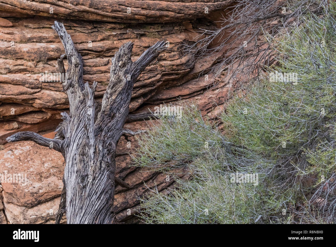 Weathered e caduti vecchio albero tronco lungo la Chesler Park Loop Trail nel distretto di aghi del Parco Nazionale di Canyonlands, Utah, Ottobre, STATI UNITI D'AMERICA Foto Stock