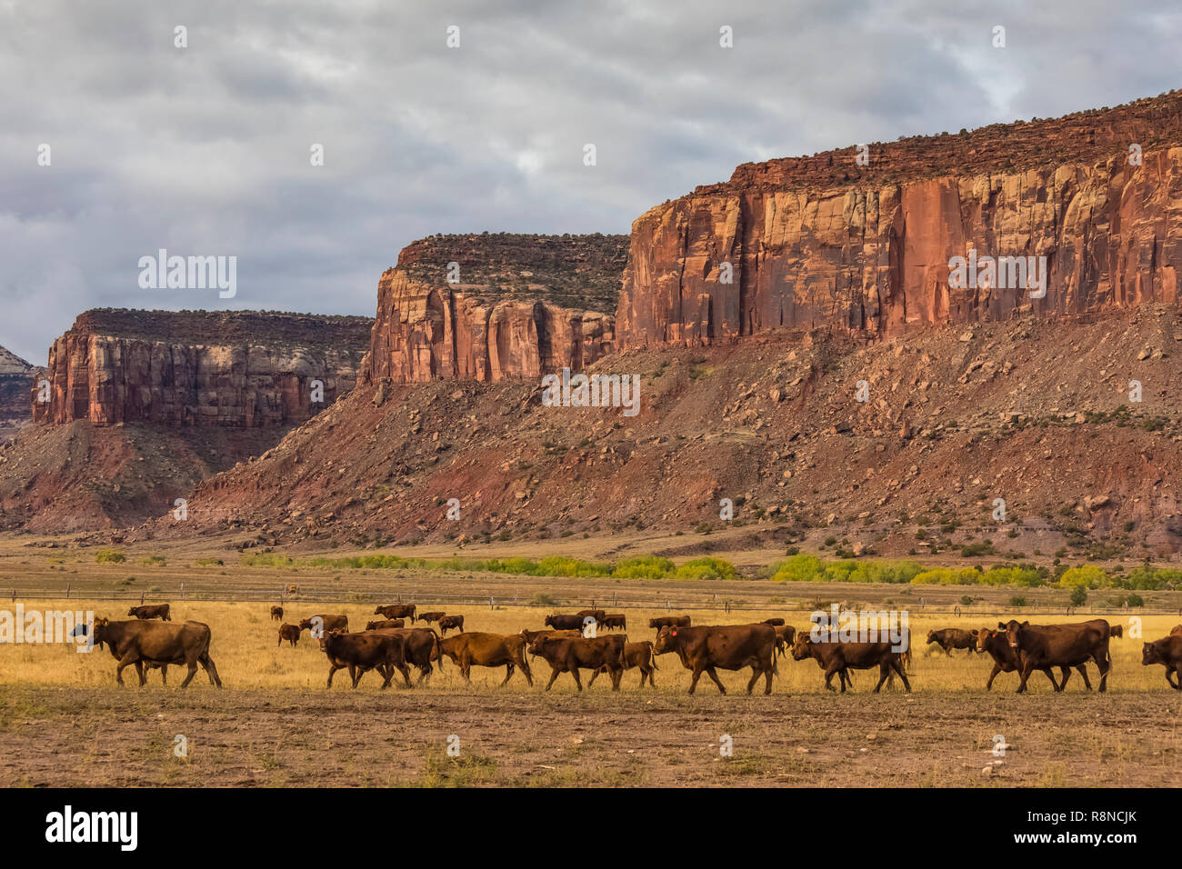 I cowboys sono spesso visto immobilizzare i bovini in piroga Ranch, una natura Conservancy ranch di lavoro ora dedicato per lo studio scientifico di gestione lad, vicino Foto Stock