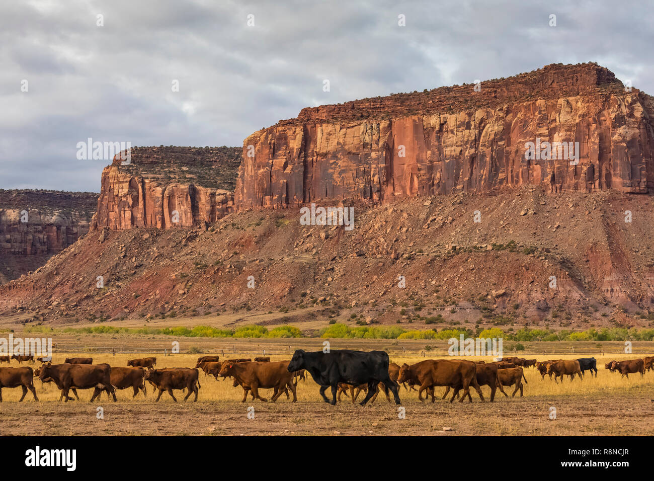 I cowboys sono spesso visto immobilizzare i bovini in piroga Ranch, una natura Conservancy ranch di lavoro ora dedicato per lo studio scientifico di gestione lad, vicino Foto Stock