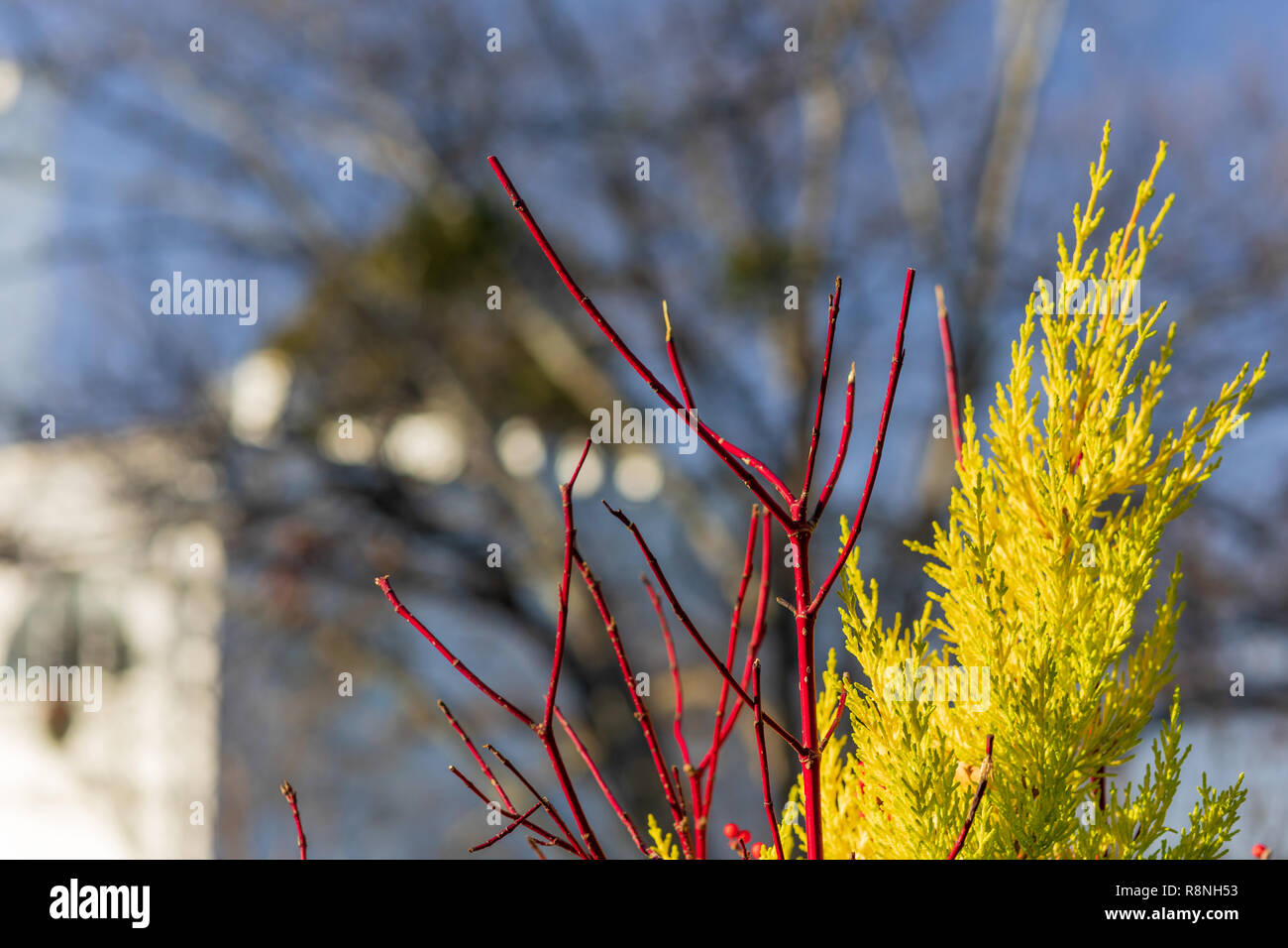 Autunno ramoscelli nel sole del pomeriggio. Foto Stock