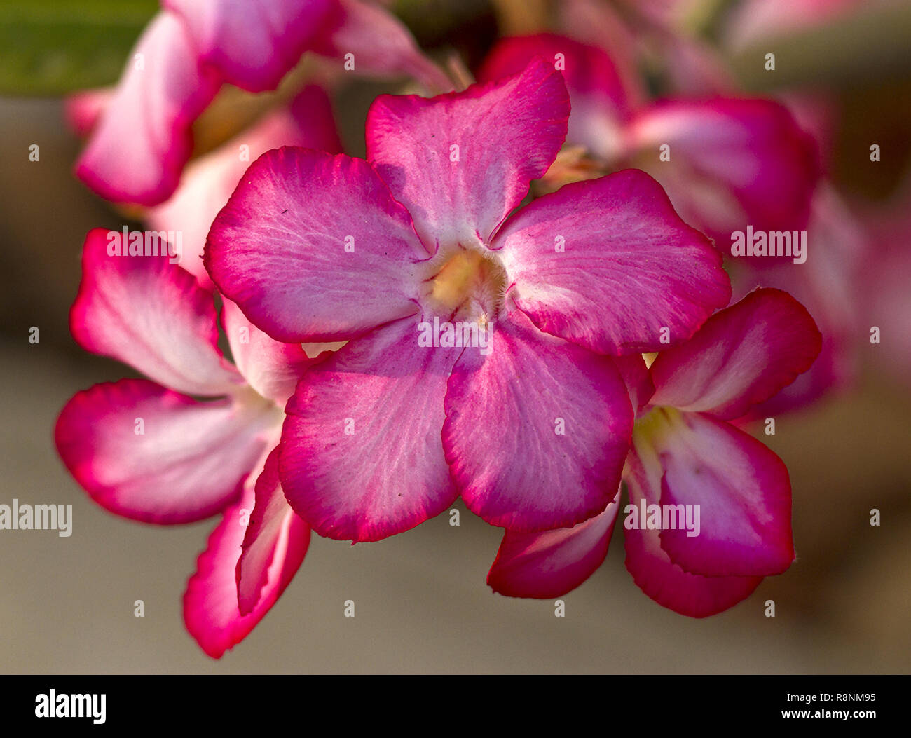 La Impala lily o Rosa del Deserto, è un fiore del caldo asciutto regioni dell Africa orientale e meridionale che fiori nella stagione secca Foto Stock