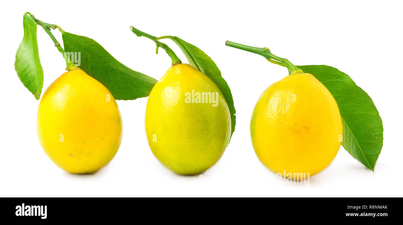 Tre limoni su uno sfondo bianco Foto Stock