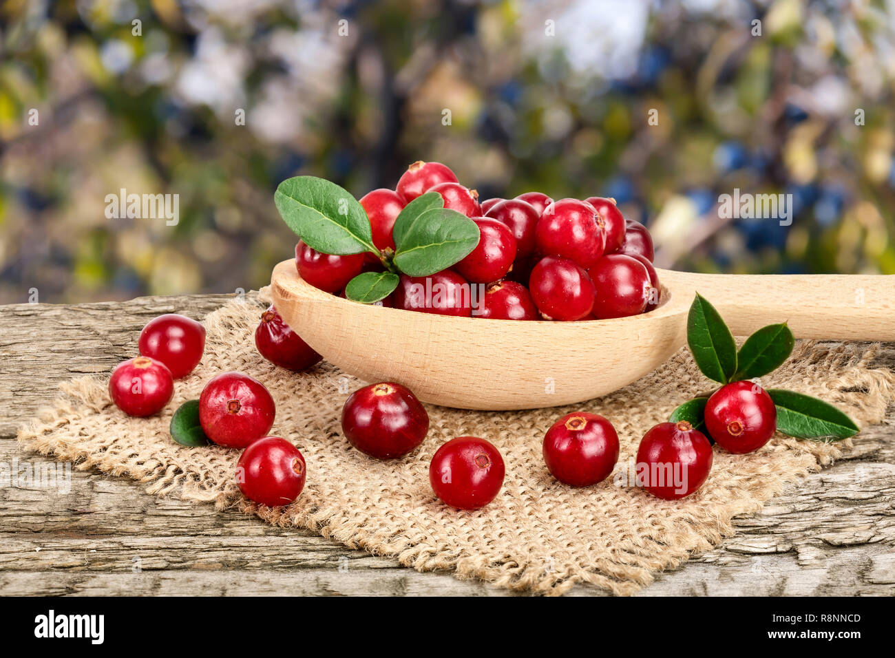 Mirtillo rosso con foglie di cucchiaio di legno sul vecchio tavolo in legno con giardino sfocate sullo sfondo Foto Stock