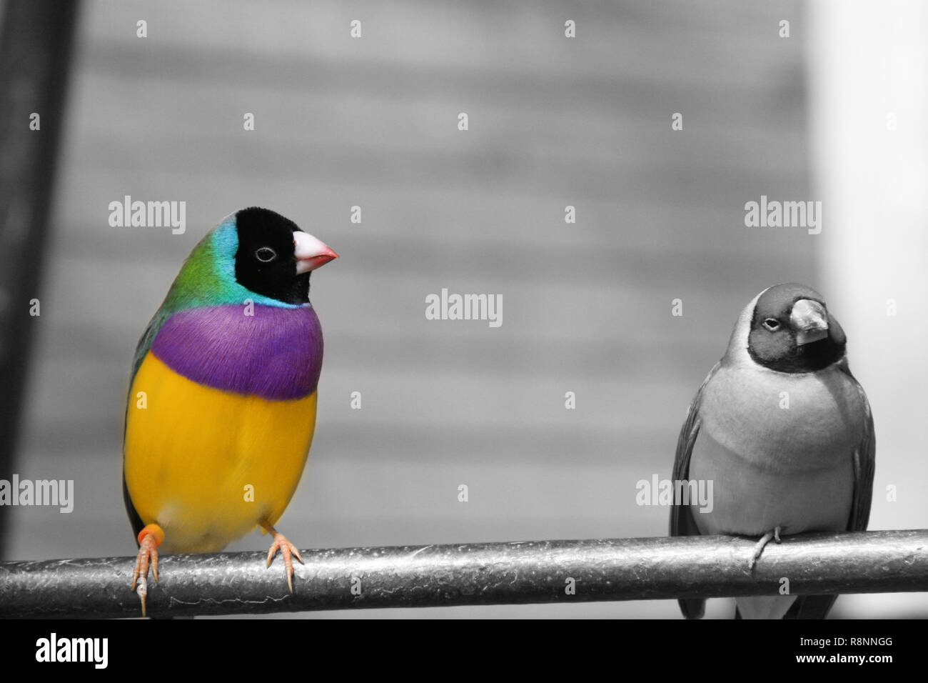 Il Gouldian finch o Erythrura gouldiae, maschio, aka the Lady Gouldian finch, Goulds finch o il rainbow finch Foto Stock