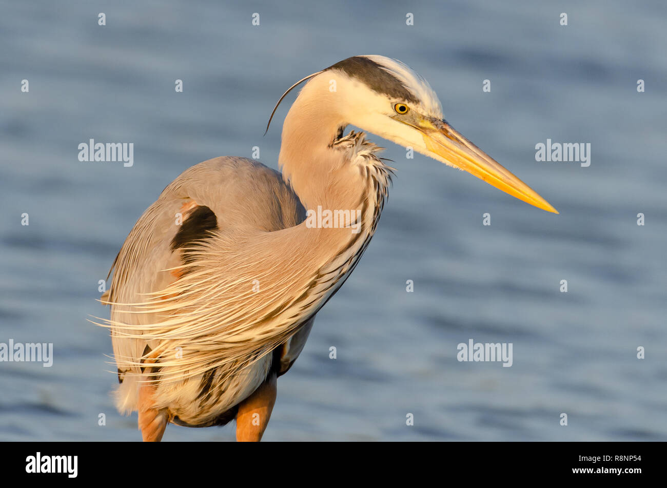 Airone blu (Ardea erodiade) in Florida's zone umide Foto Stock