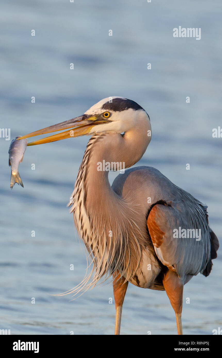 Airone blu (Ardea erodiade) in Florida's zone umide Foto Stock