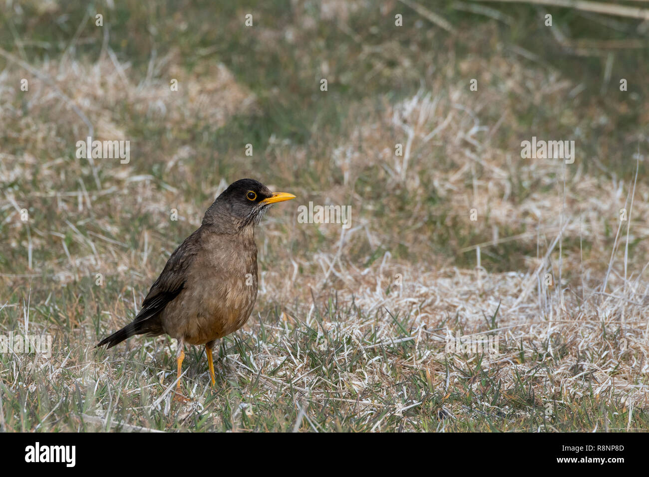 Regno Unito, Isole Falkland, West Falklands, Isola di carcassa. Tordo Falkland (Turdus falcklandii) Foto Stock