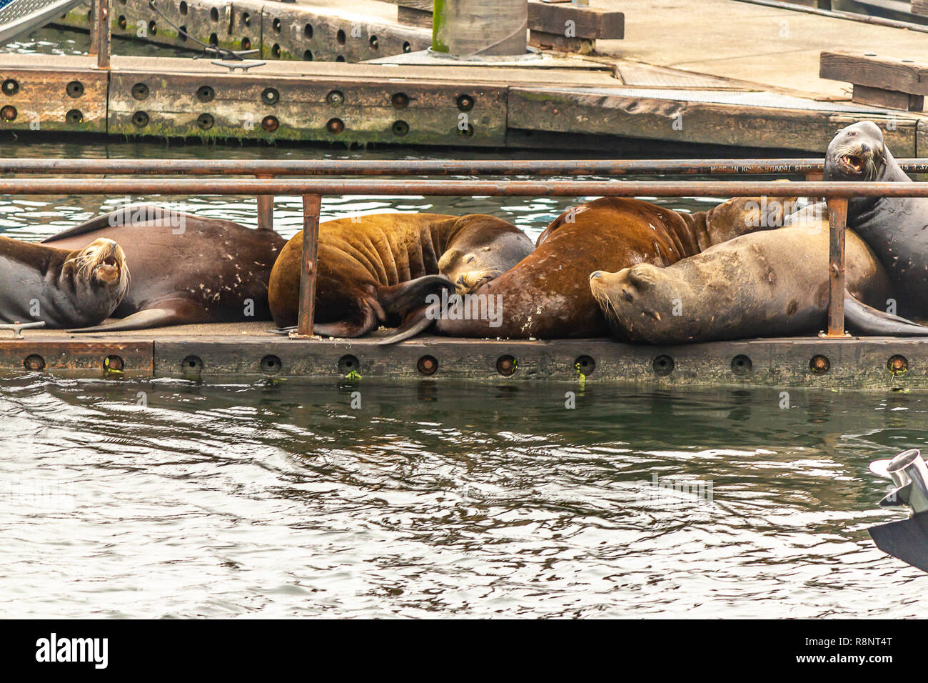 Leoni di Mare dormire in molo galleggiante con gli altri Foto Stock