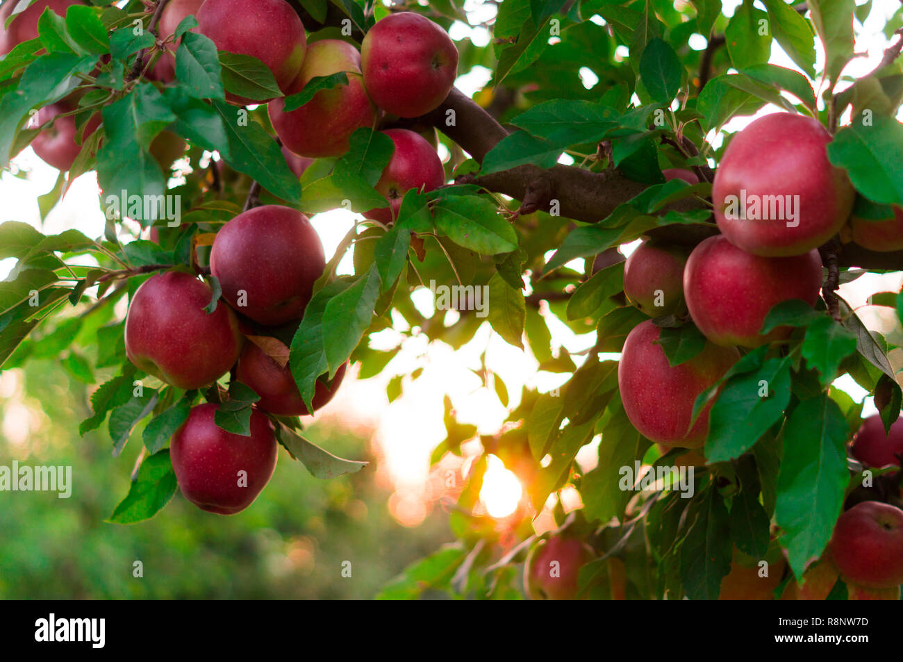 Apple su alberi da frutto in giardino sul tramonto Foto Stock