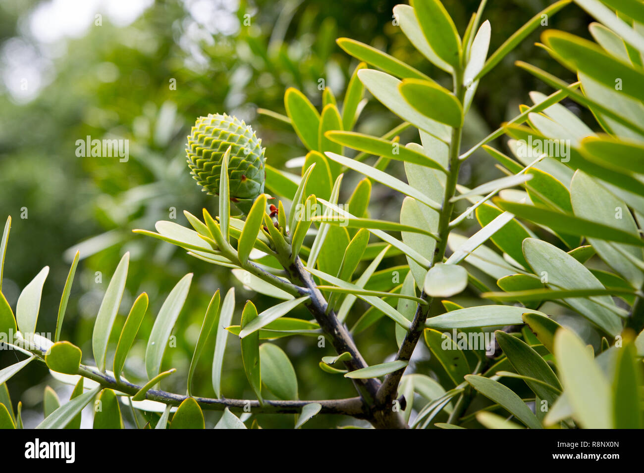 Un giovane albero kauri forme nuovi coni in primavera in Nuova Zelanda Foto Stock