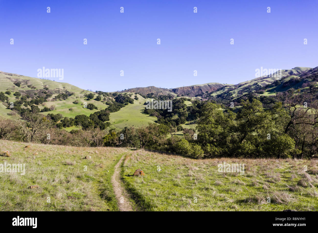 Sentiero escursionistico attraverso il verde delle colline e delle valli di Sunol deserto regionale, east bay area di San Francisco, California Foto Stock