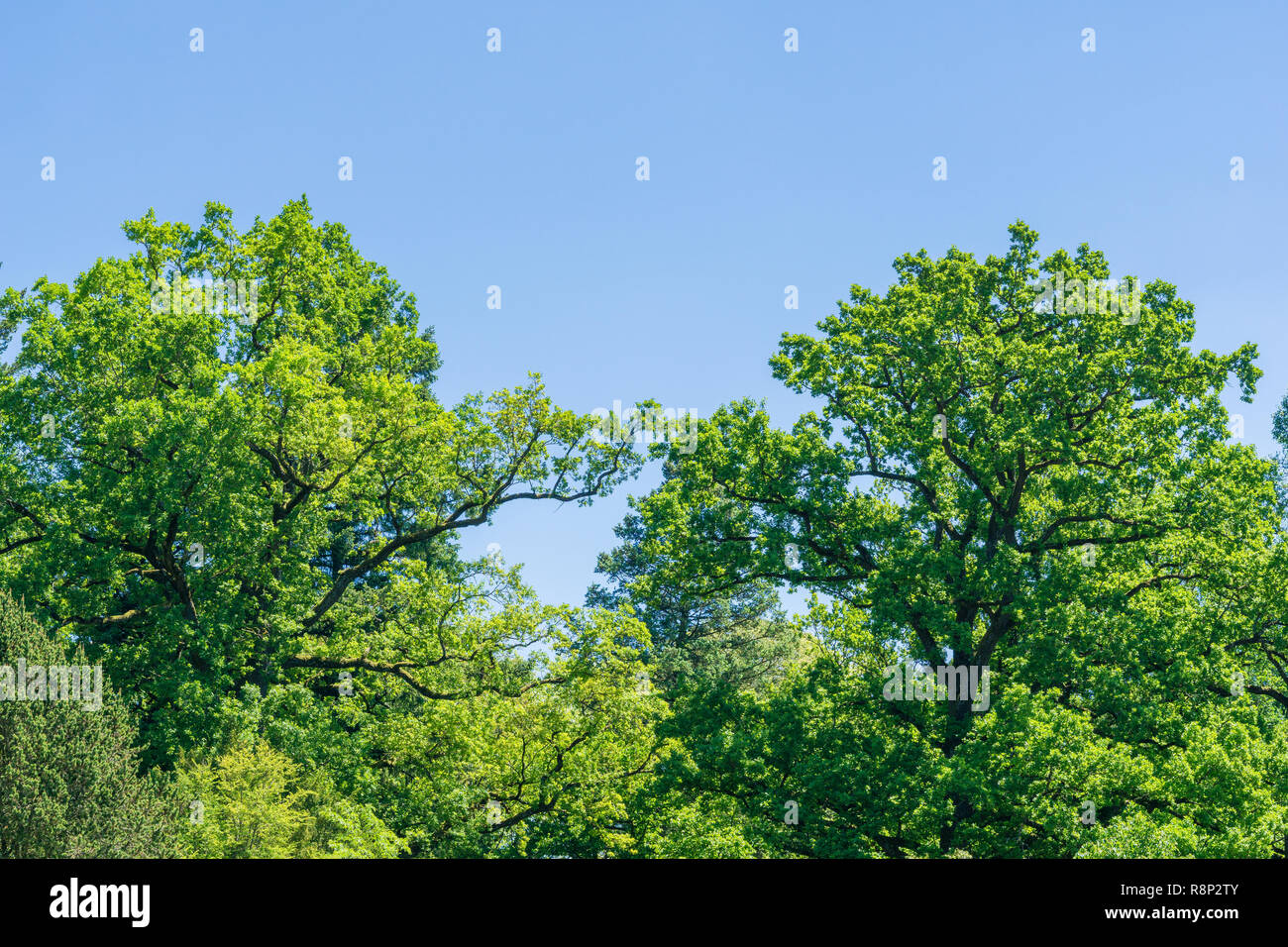 Fioritura Green Tree Tops in fron di un cielo blu su una mattina fresca. Foto Stock