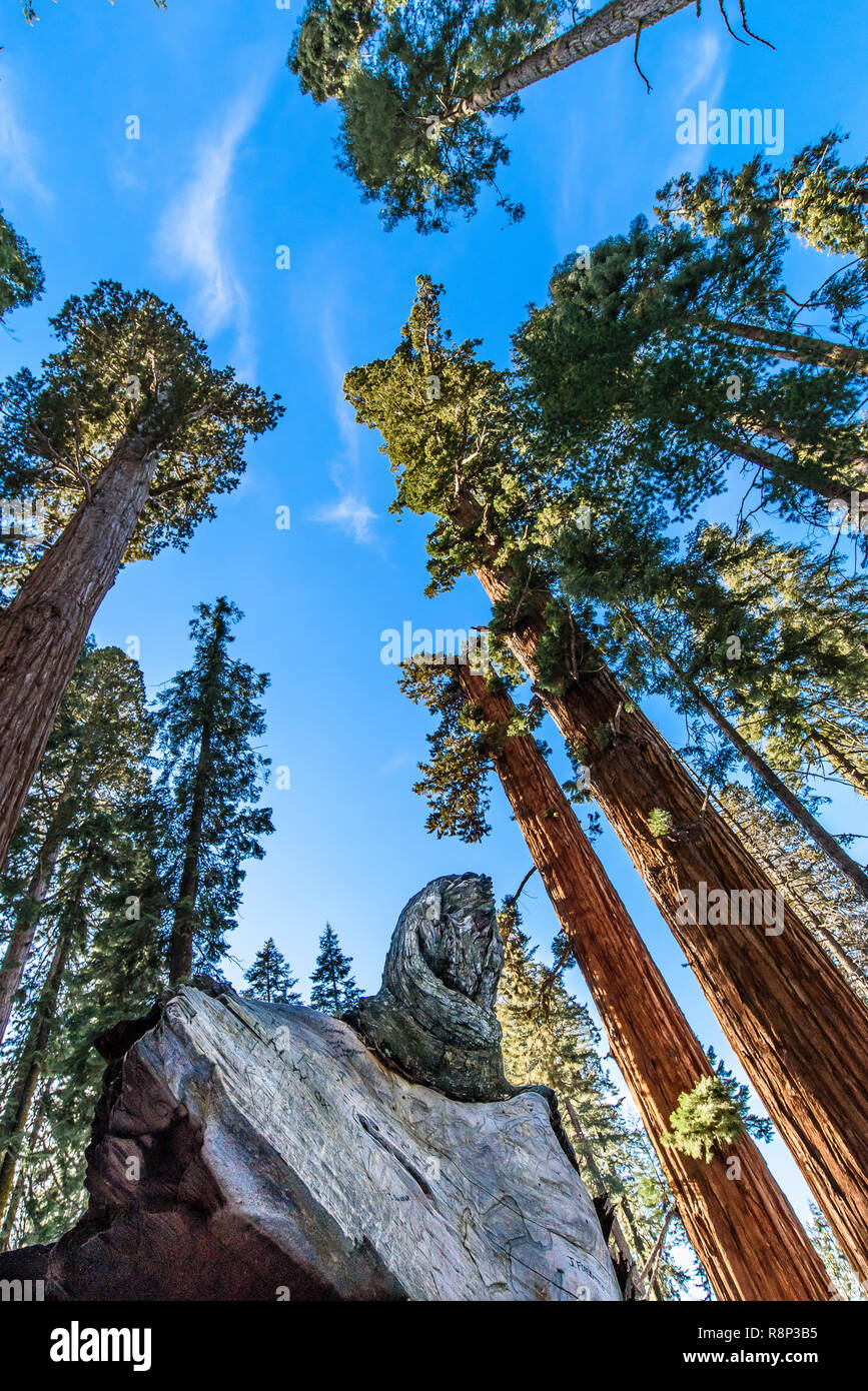 Worm'occhio gigante di redwoods nel Parco Nazionale di Sequoia guardando verso il cielo blu. Foto Stock