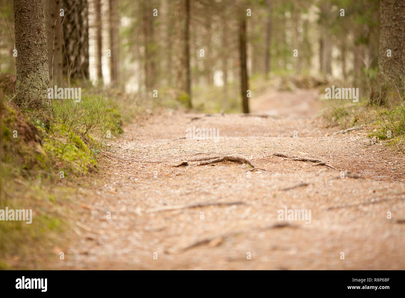 Percorso attraverso Nuuksio National Park, Espoo, Finlandia Foto Stock